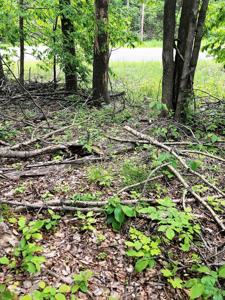 Lot 58 Lance Lake Road