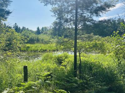 Lot 39 Ausable River Trail