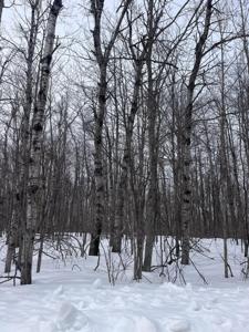 Lot 346 Pine Grove Drive