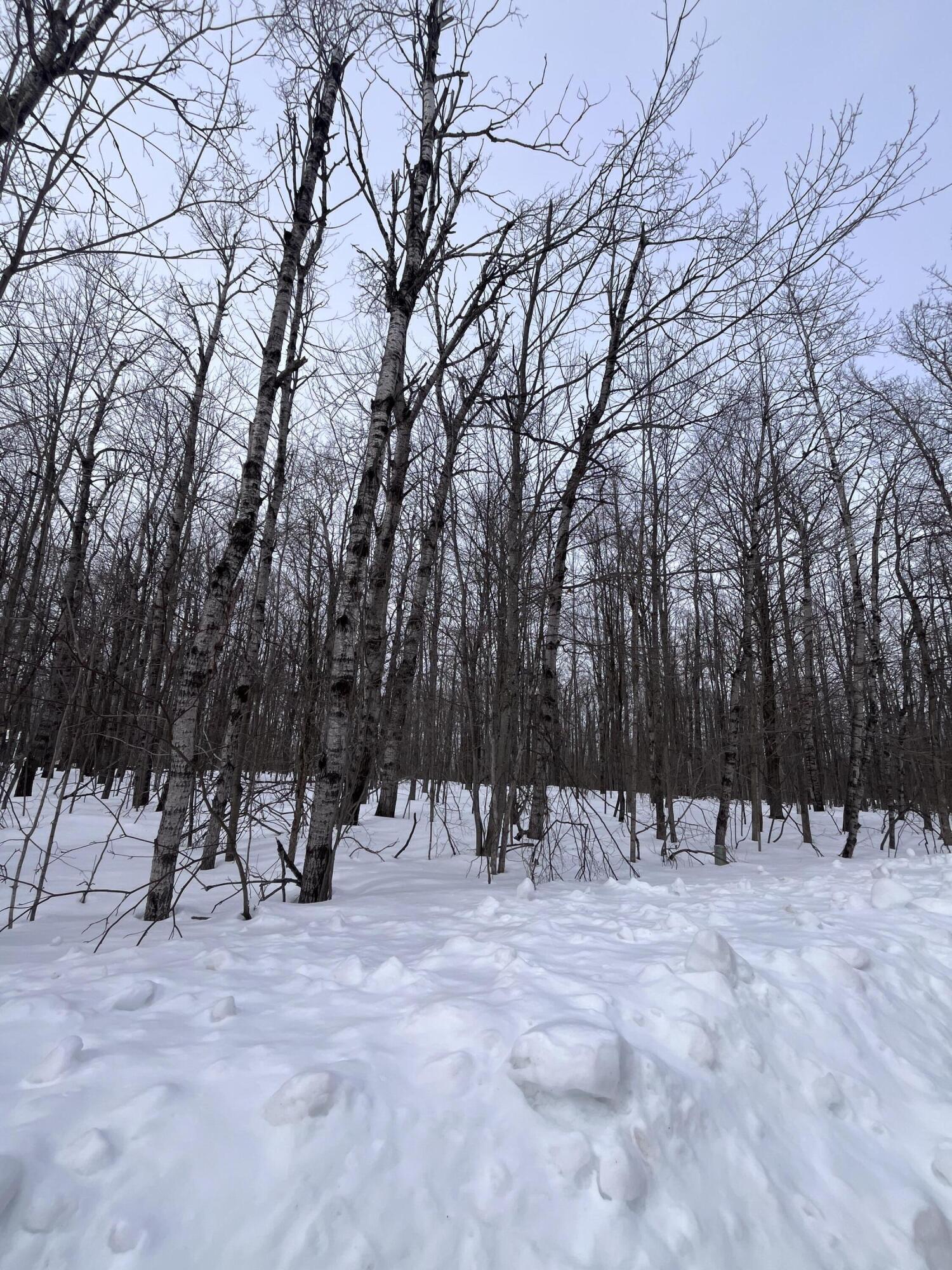 Image 4: IMG_8782 (1)