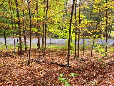 Pheasant Run