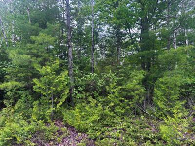 Lot 115 Bonita Drive