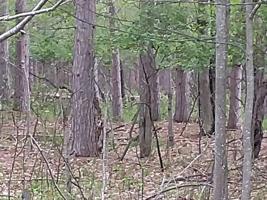 490&491 Wolverine Trail