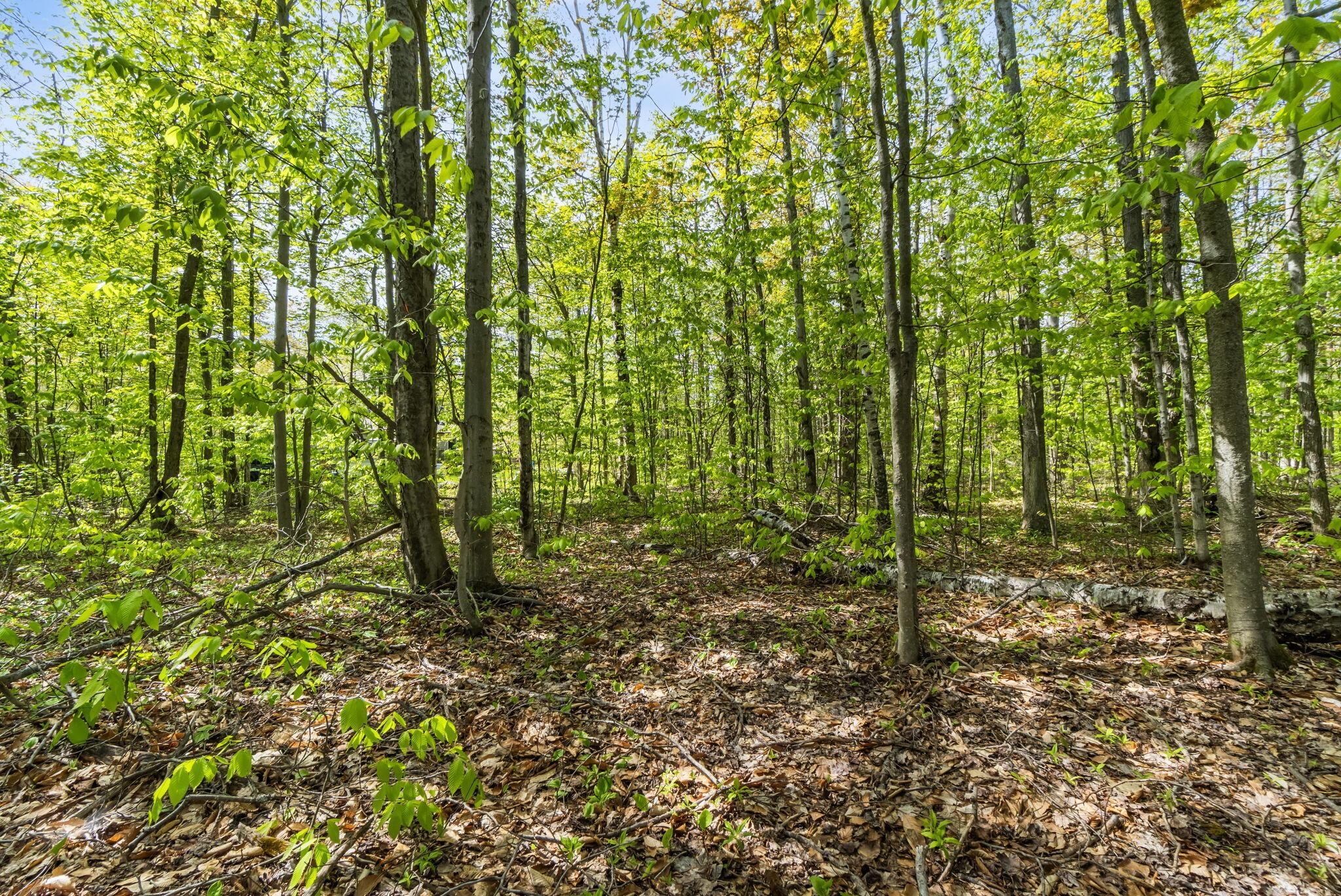 Image 3: 7-web-or-mls-DSC07350
