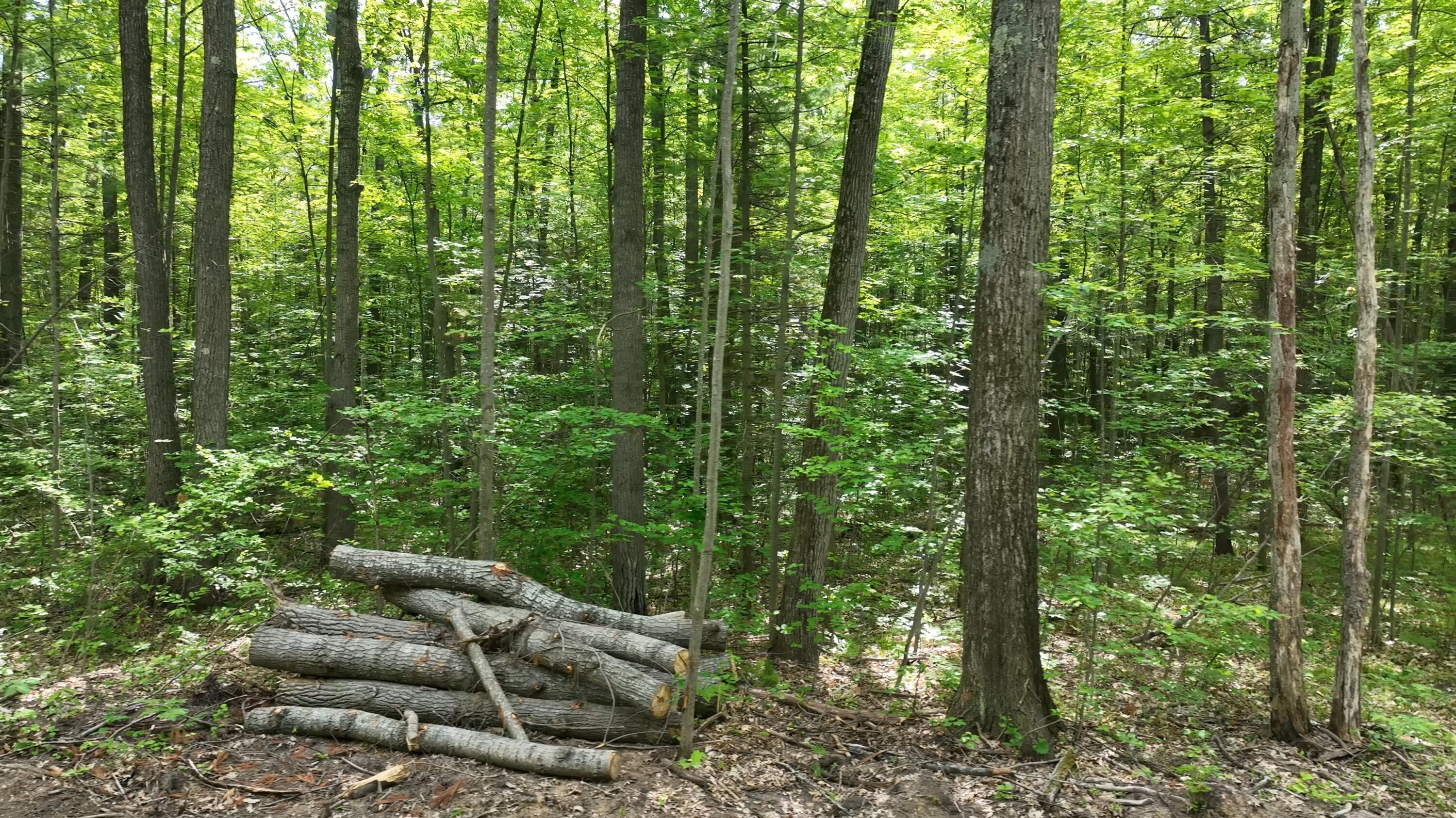 Image 4: Heavily wooded
