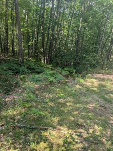 Lot 8-12 Adams Boulevard