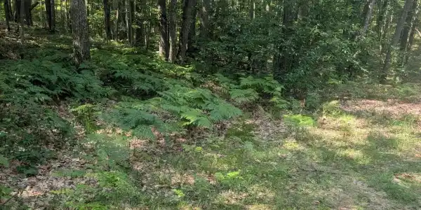 Lot 8-12 Adams Boulevard