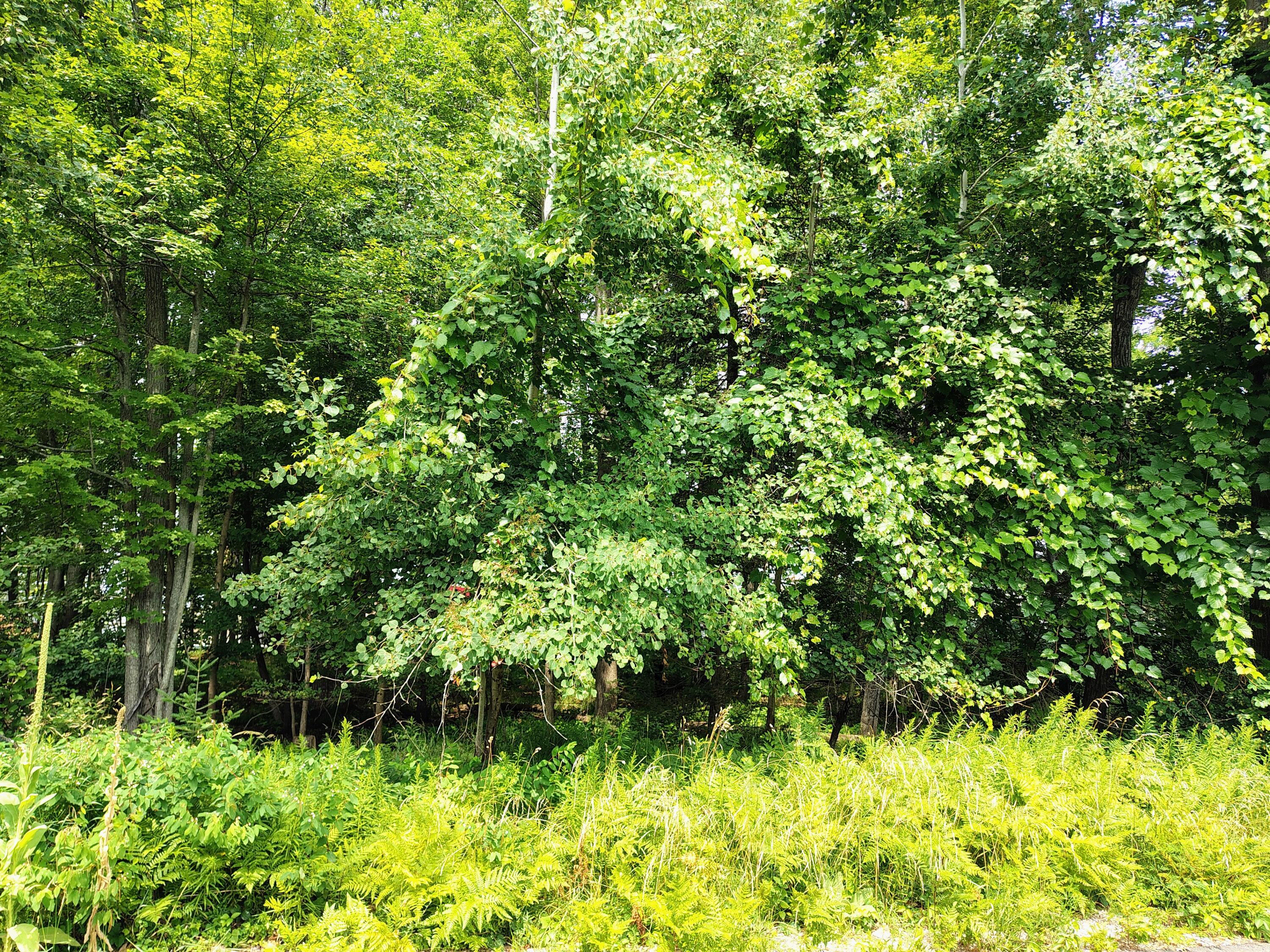 Image 4: IMG_20260731_131747159_HDR_AE