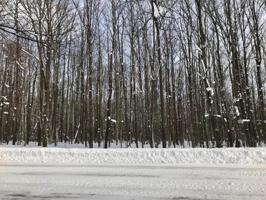 Forestgrove Drive