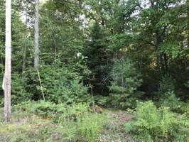 Tee Lake Woods Road